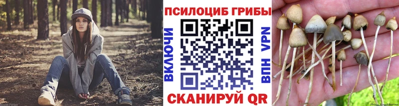 где купить   Бирюсинск  Галлюциногенные грибы мицелий 